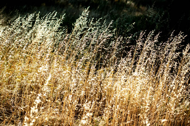 istock Beautiful calming dry grass background with seamless natural pattern 1321462169