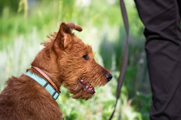 Irish Terrier Pants Irish Terrier Pants