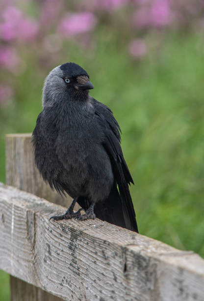 istock A Jackdaw perched on a wooden fence 1321464166