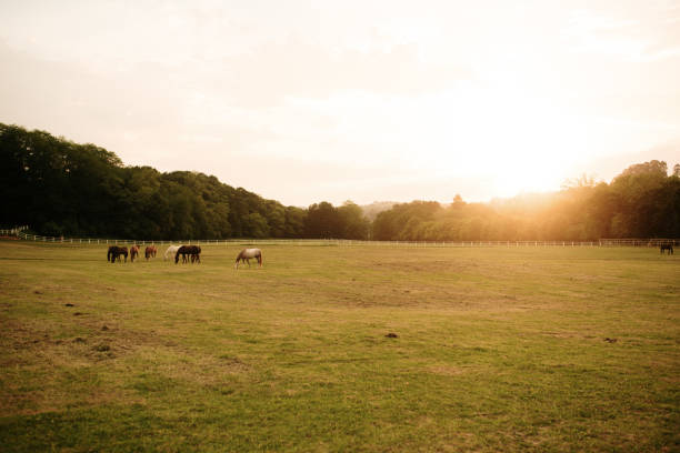 istock Horses in a countryside at sunset 1321466623