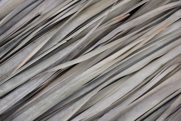 Dried natural palm leaves with muted grey beige colors texture pattern abstract background. Nature, organic, plant, eco friendly, green, product or cosmetics display, backdrop concept.