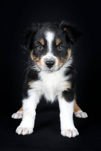 istock portrait of  dog isolated on black 1321469143