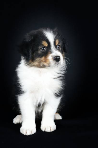 istock portrait of  dog isolated on black 1321469151