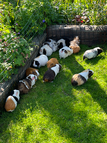 Stock photo showing Peruvian and Abyssinian guinea pigs with short and long hair in a wire metal run on a lawn in the sunshine.