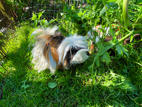 Stock photo showing an orange, black and white long-hair Peruvian guinea pig eating grass outside with two Abyssinian cavies whilst in a wire metal run on a lawn in the sunshine.