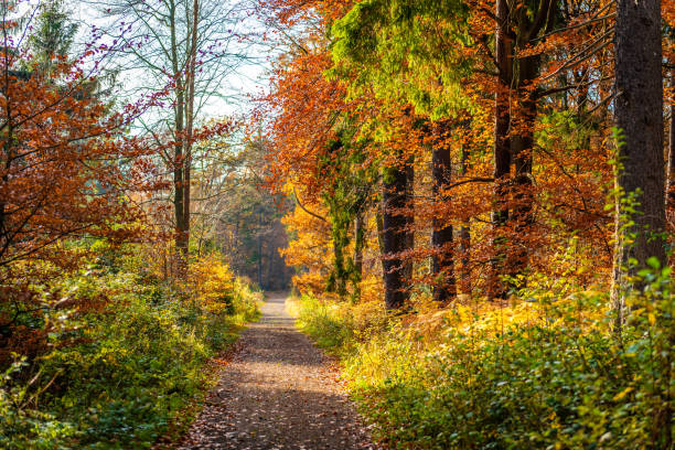 colorful autumn - vibrant color nature october park imagens e fotografias de stock