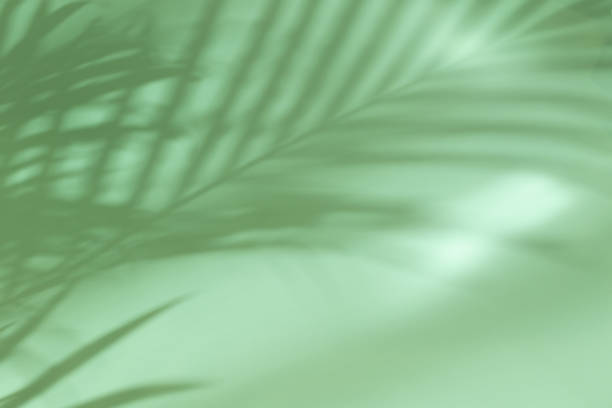 istock Palm leaves on a green background or surface with shadow and sunlight. Stylish banner 1321471003
