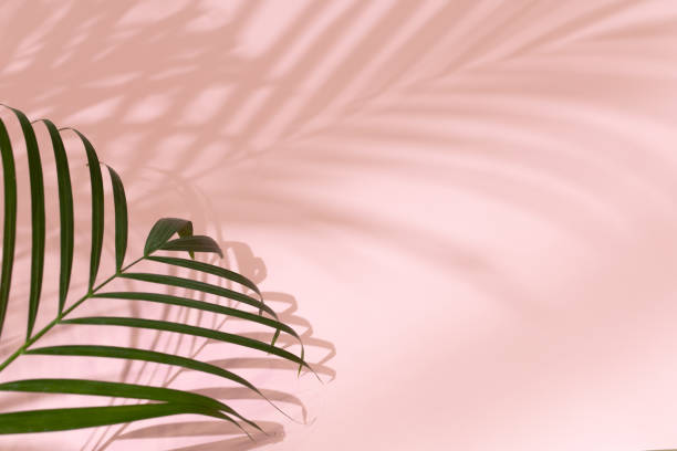 istock Palm leaves on a pink background or surface with shadow and sunlight. Stylish banner 1321471091