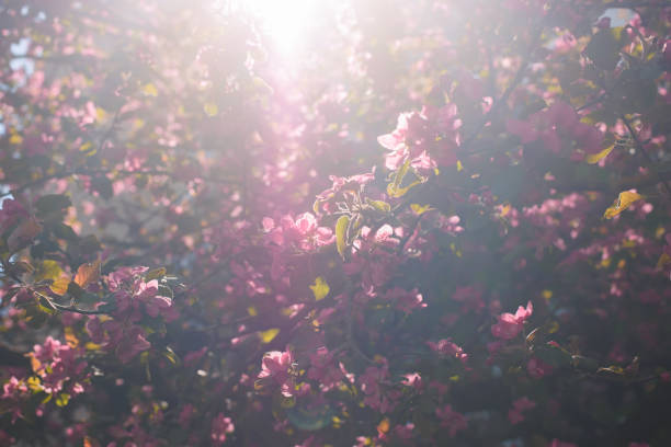 розовые цветы вишни. цветущий сад в весеннее время. солнечный луч, селективный мягкий фокус. натуральный цветочный фон. - cherry blossom spring day sakura стоковые фото и изображения