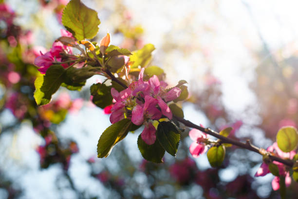 розовые лепестки на ветке, крупным планом. цветущее вишневое дерево, селективный фокус на переднем плане. розовые цветущие цветы на дереве,  - cherry blossom spring day sakura стоковые фото и изображения