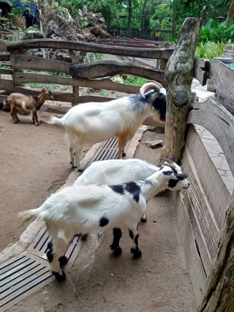 istock four goat in the cage photo 1321471846