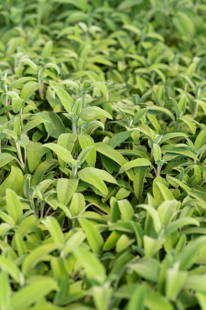 istock Fresh sage in the herb garden 1321472006