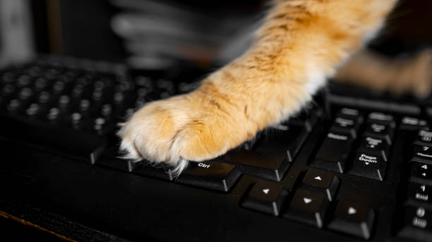 vista superior da pata de gengibre de gato no teclado do computador. - domestic cat computer laptop kitten - fotografias e filmes do acervo