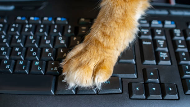 istock Top view of cat ginger paw on computer Keyboard. 1321472259