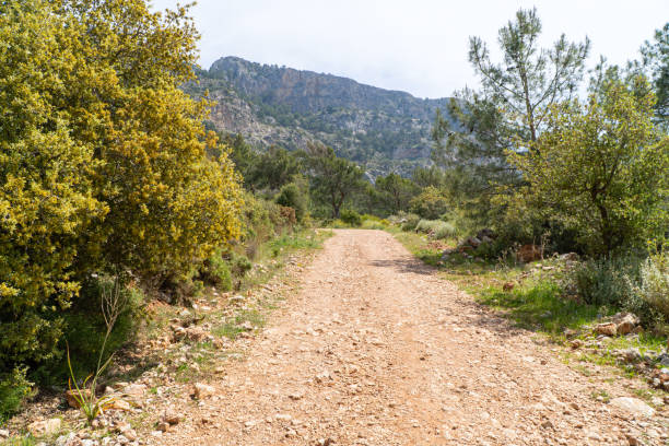 istock Road in the wild nature. Summer landscape 1321472619