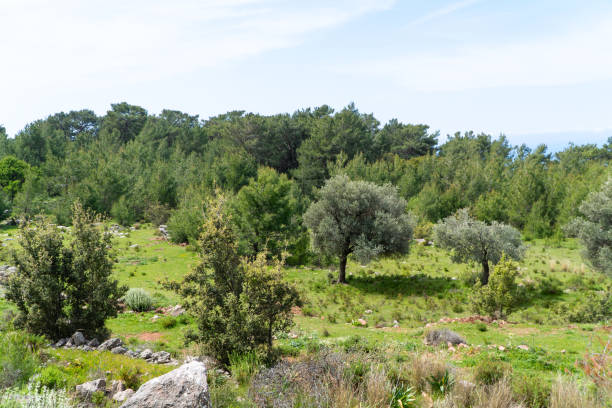istock Summer landscape. Green lawn with trees and stones 1321472652