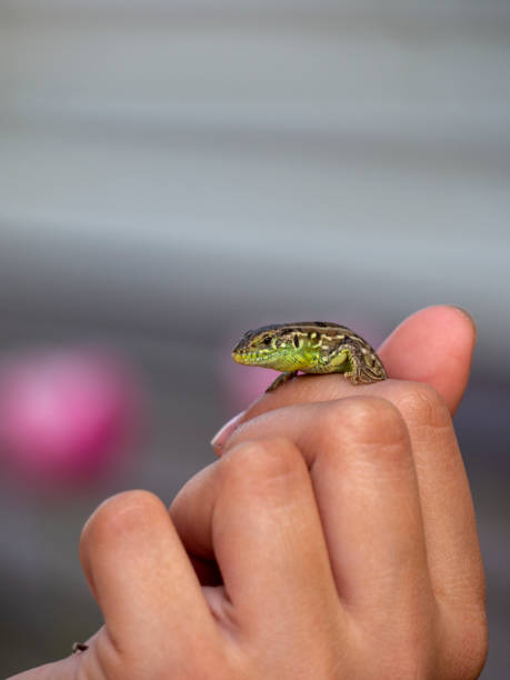 istock A small lizard on the girl's arm. 1321473394
