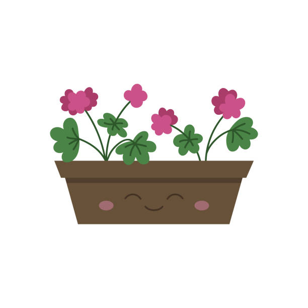 ilustraciones, imágenes clip art, dibujos animados e iconos de stock de caja de flores feliz con ilustración vectorial de geranio - geranium flower pink leaf