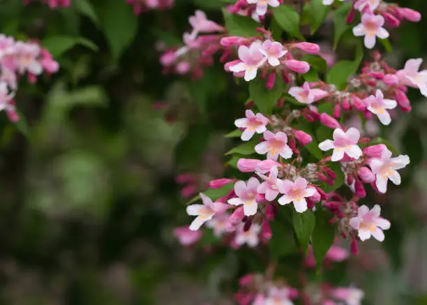 Photo of pale pink flowers of Kolkwitzia amabilis