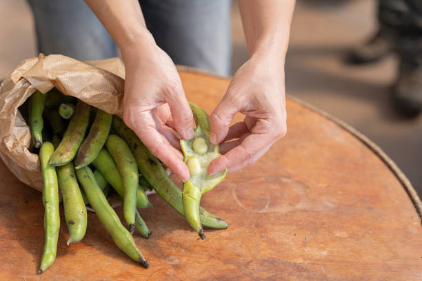 las manos de los agricultores abren el frijol fava orgánico recién cosechado - fava bean fotografías e imágenes de stock