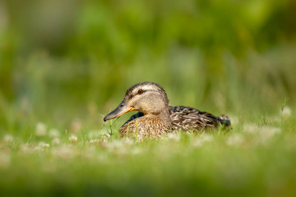 Female Mallard Duck Laying in the Grass from sweden nature
