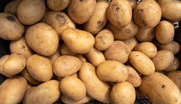raw kartoffeln - kartoffel wurzelgemüse stock-fotos und bilder