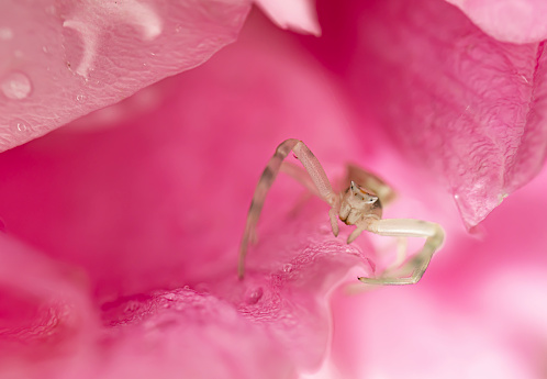 Goldenrod crab spider or flower (crab) spider (Misumena vatia) kills a bee on pink cosmos flower