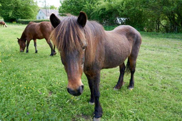 istock beautiful brown horse looks at the camera 1321479089