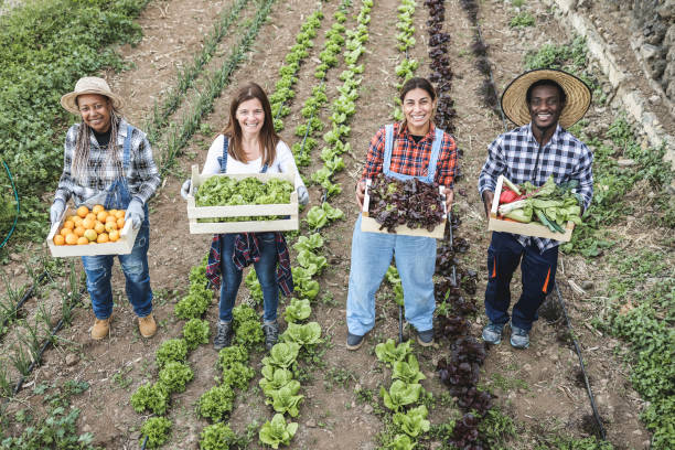 une équipe d’agriculteurs multigénérationnels tenant des boîtes en bois avec des légumes biologiques frais - focus sur les visages - country market photos et images de collection