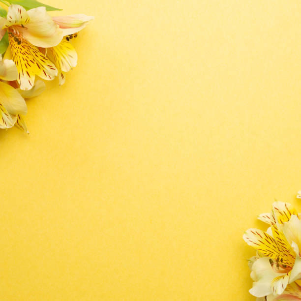 Yellow Alstroemeria flowers frame on yellow background. flat lay, top view, copy space