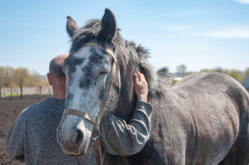 The horse hugs the owner. The relationship between a horse and a man. Love and caring for horses. The horse of white and gray suit closed her eyes with pleasure. A man strokes his favorite horse.