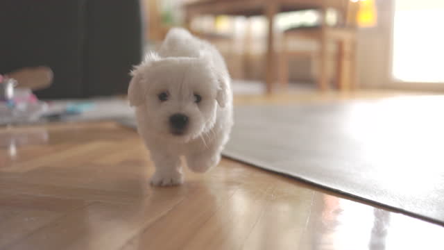 Cute little bichon frise following camera and running through house
