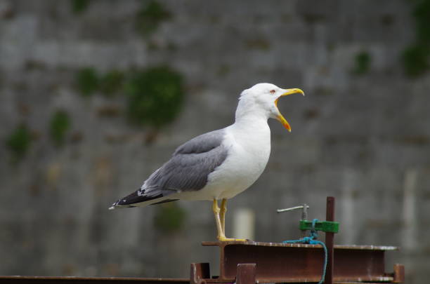 istock a seagull with open beak looking like a singer 1321484189