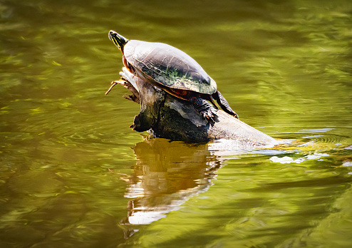A painted turtle suns himself on a log.  The sunlight filters through the green lagoon waters with a reflection mirrored in the water.