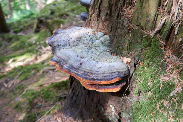 istock beautiful multicolored large mushroom on a tree trunk 1321484232