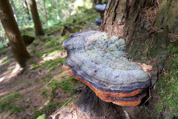 istock beautiful multicolored large mushroom on a tree trunk 1321484235