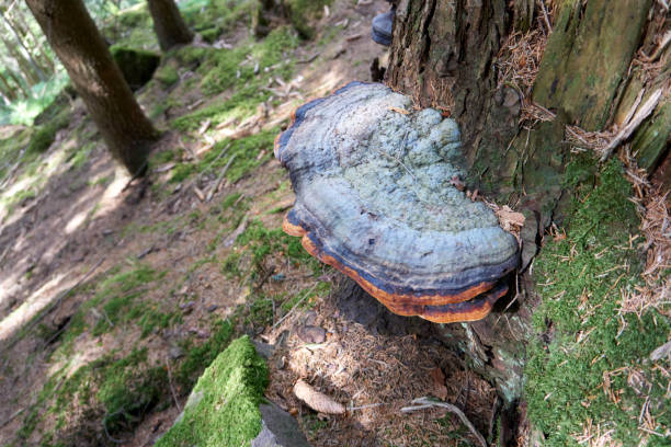 istock beautiful multicolored large mushroom on a tree trunk 1321484240