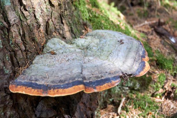 istock beautiful multicolored large mushroom on a tree trunk 1321484244