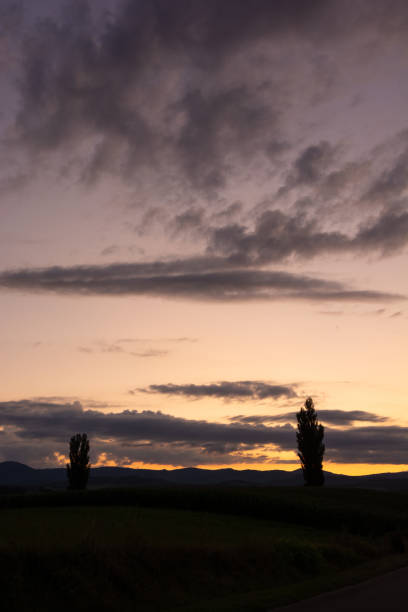 istock Beautiful dusk sky and poplar silhouette 1321485467