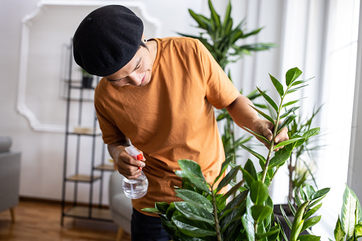 Japanese man refreshing his house plant with water in living room at home, he's using spray bottle
