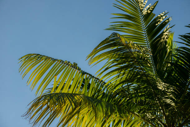 istock Green Tree Leaves on blue sky summer background 1321487700