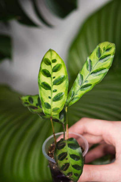 istock Home gardening houseplant background 1321487952