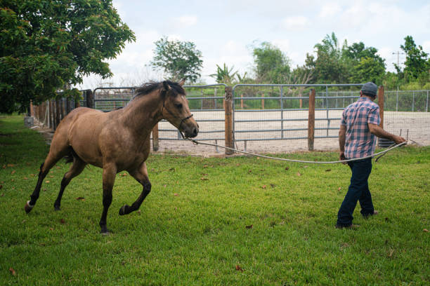 mature man training horse in the backyard Florida