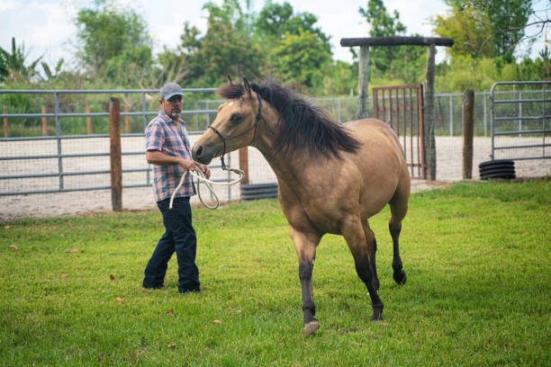 istock Training a young horse in the backyard Florida 1321488235