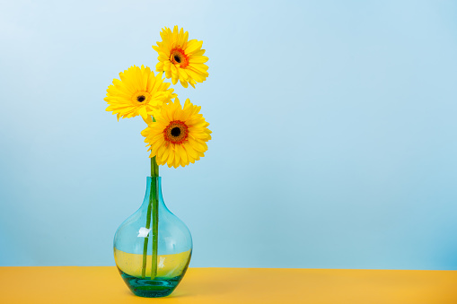 Bouquet of yellow daisy-gerbera flowers in a stylish glass vase on yellow and light blue background. Floral background with copy space