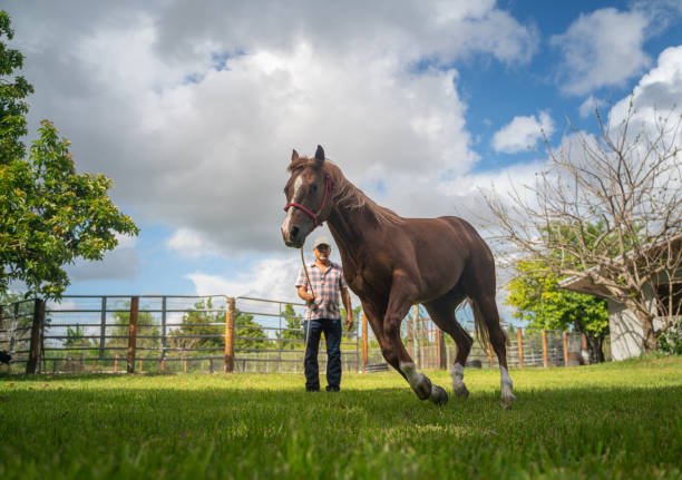 Training a young horse in Miami, Florida