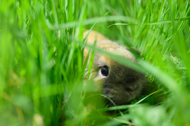 The startled rabbit eye, the close-up.