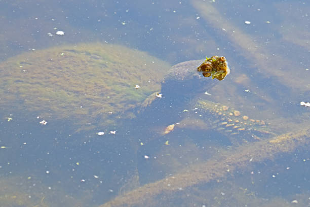 istock Snapping turtle with its face coming out of the water 1321489811