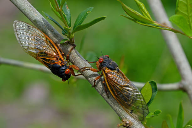 Emerged 17 year Brood X periodical cicadas. Every 17 years they tunnel up from the ground and molt into their adult form and mate. Emerged 17 year Brood X periodical cicadas. Every 17 years they tunnel up from the ground and molt into their adult form and mate.  Newly hatched cicada nymphs fall from trees and burrow into dirt. molting stock pictures, royalty-free photos & images