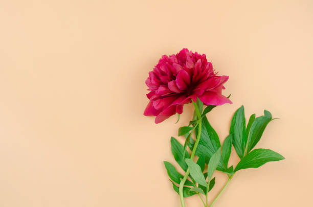 istock Beautiful red peony on a peach-colored background, minimalism. 1321491120
